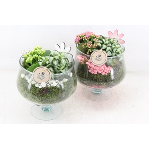 arr2 PL - Glas op voet x6 - roze/wit
