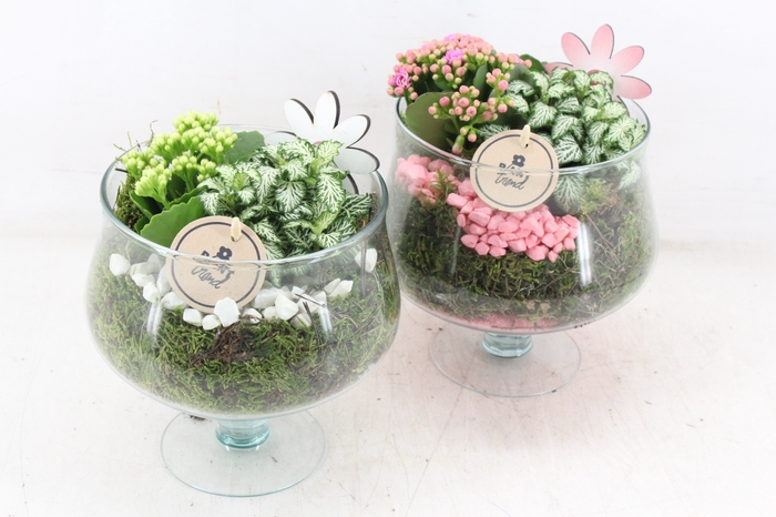 <h4>arr2 PL - Glas op voet x6 - roze/wit</h4>