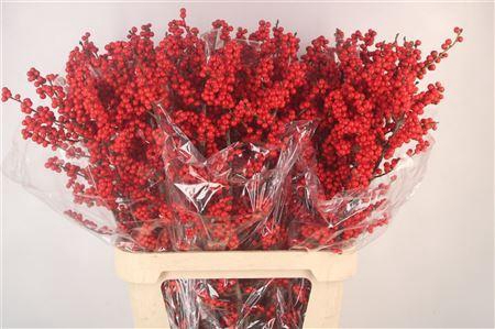 <h4>Ilex Verticilata Red Ex X5</h4>