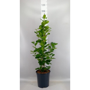 Ficus microcarpa 'Moclame'