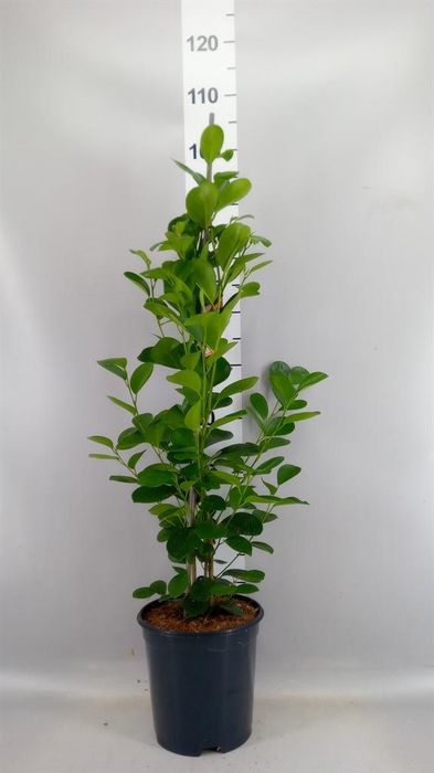<h4>Ficus microcarpa 'Moclame'</h4>