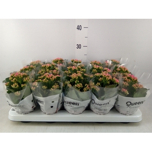 Kalanchoe  'RoseFlow Audrey'