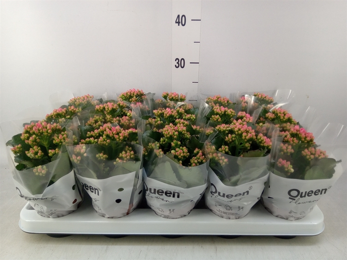 <h4>Kalanchoe  'RoseFlow Audrey'</h4>