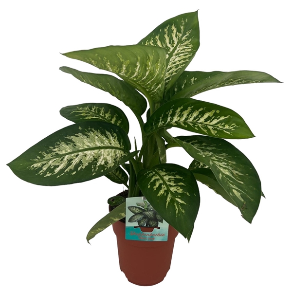 <h4>Dieffenbachia Tropic Snow</h4>