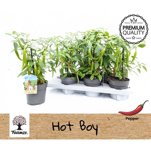 PEPER PLANTEN
