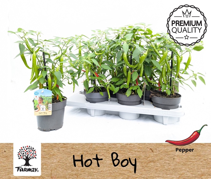 <h4>PEPER PLANTEN</h4>