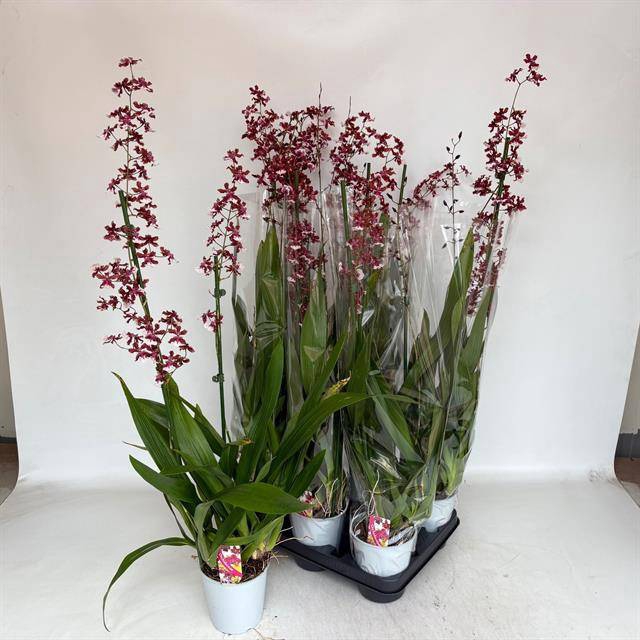 <h4>ONCIDIUM OV</h4>