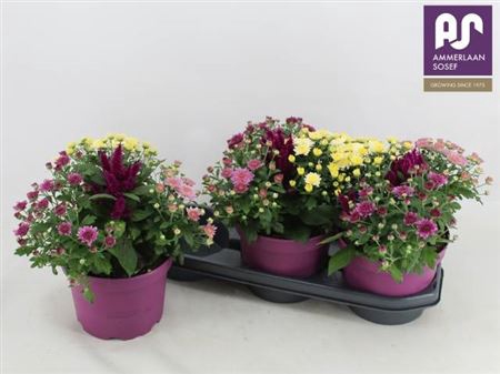 <h4>Overig perkplanten gemengd in pot</h4>