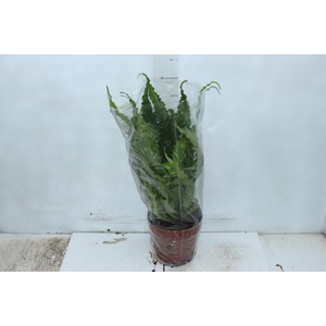 ASPLENIUM OSAKA CRESPO P17