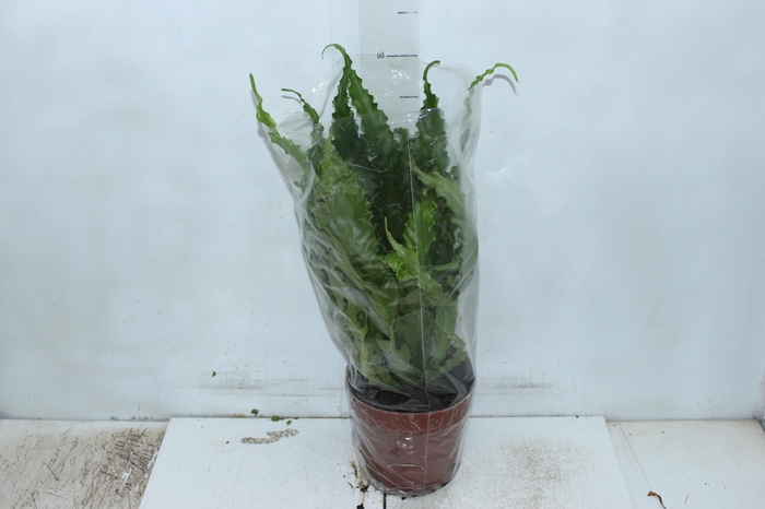 <h4>ASPLENIUM OSAKA CRESPO P17</h4>