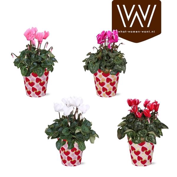 <h4>Cyclamen persicum midi Super Serie Allure</h4>