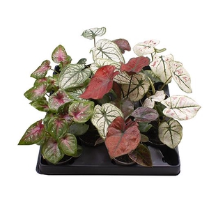 CALADIUM BICOLOR-HYBRID P6 MIX