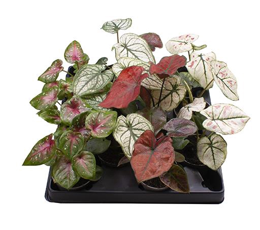 <h4>CALADIUM BICOLOR-HYBRID P6 MIX</h4>