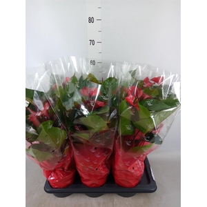 Anthurium  'Deco Red'