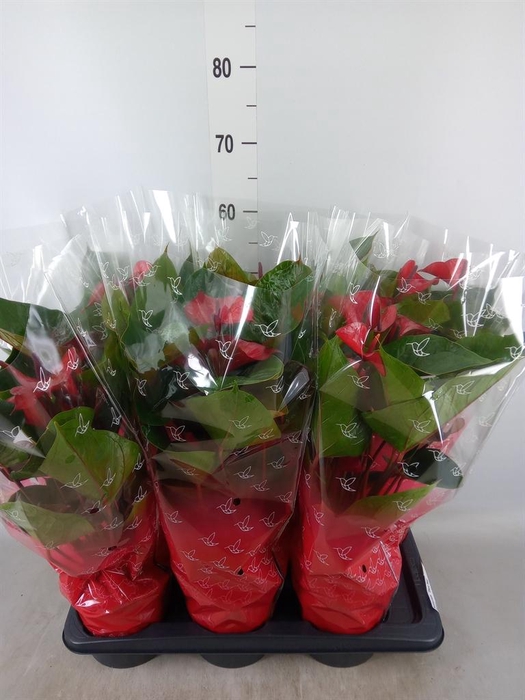 <h4>Anthurium  'Deco Red'</h4>