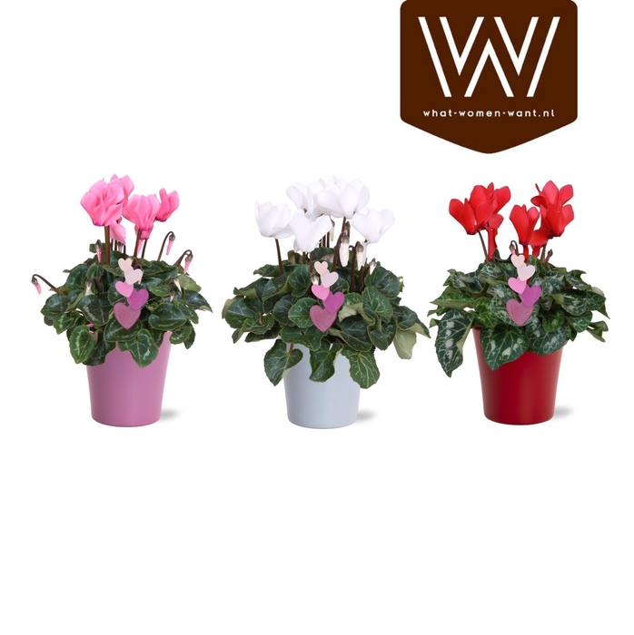 <h4>CYCL MD SUP ALLURE</h4>