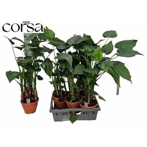 Alocasia cucullata
