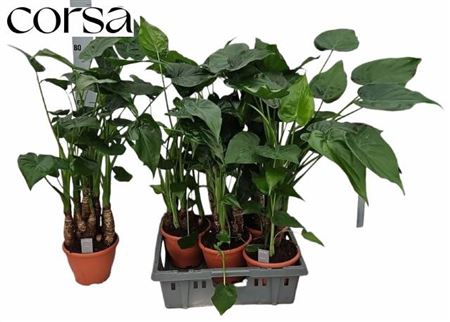 <h4>Alocasia cucullata</h4>