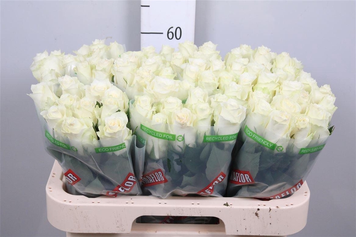 <h4>R Gr Albatros</h4>