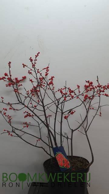 <h4>ILEX VERTICILLATA</h4>