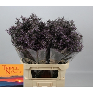 LIM SAF LILAC