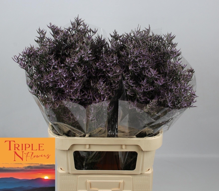 <h4>LIM SAF LILAC</h4>