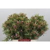 Leucadendron Ayoba Star Pearl