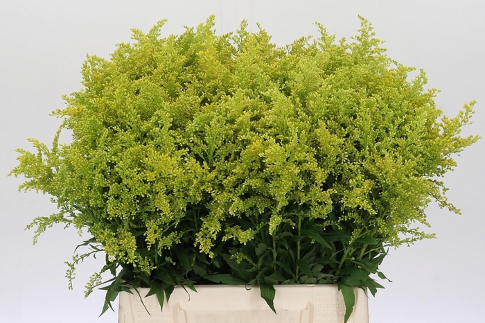 <h4>Solidago Tara Gold</h4>