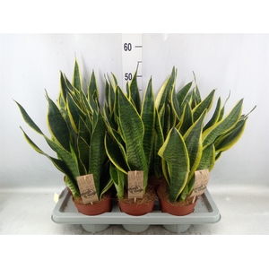 Sansevieria trifa. 'Futura Superba'