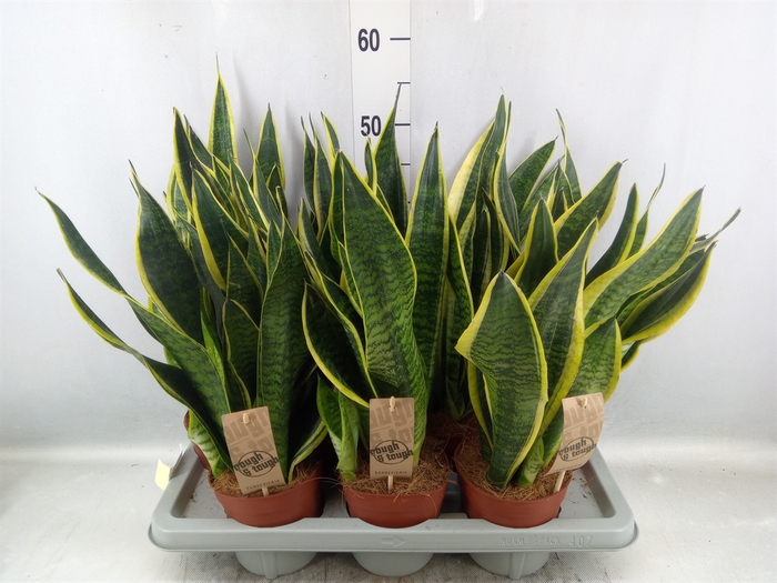 <h4>Sansevieria trifa. 'Futura Superba'</h4>