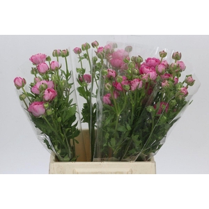 Ranunculus Moderna Dolce