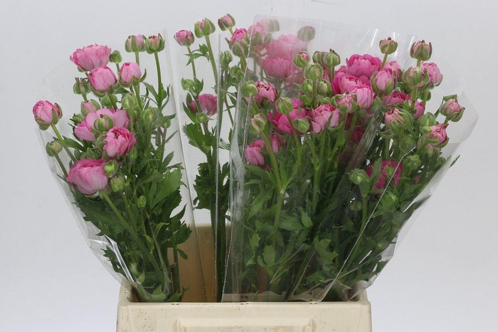 <h4>Ranunculus Moderna Dolce</h4>