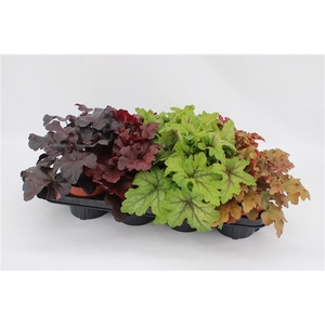 Heuchera Mixtray