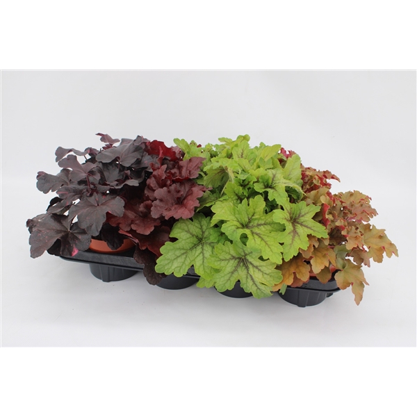 <h4>Heuchera Mixtray</h4>