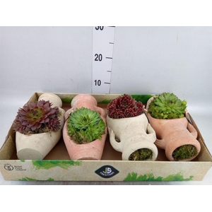 Arr.  Sempervivum L%
