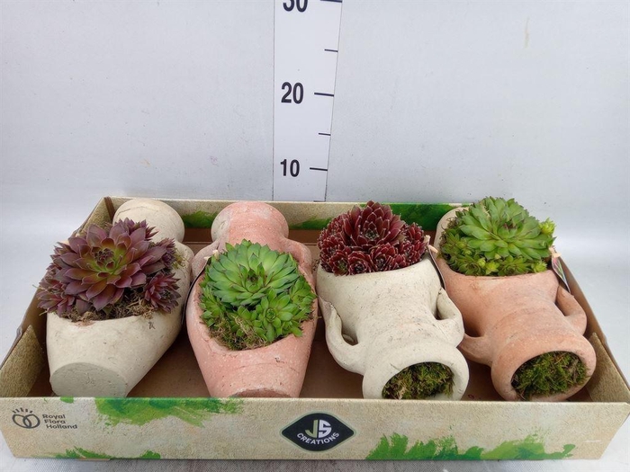<h4>Arr.  Sempervivum L%</h4>