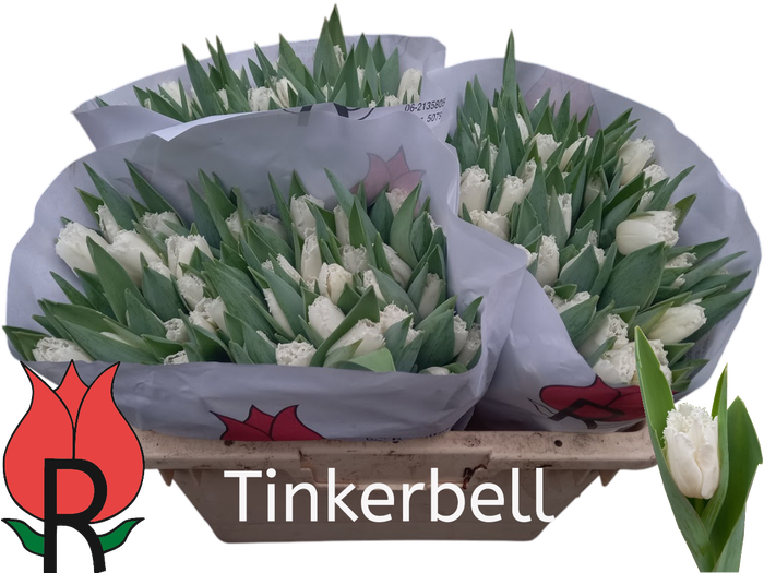 <h4>TU FR TINKERBELL</h4>