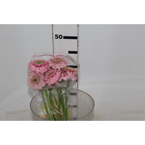 GERBERA BOLERO LINERLINER < 050 CM < 10 CM DIAM
