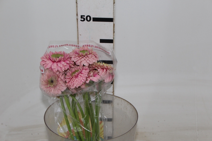 <h4>GERBERA BOLERO LINERLINER < 050 CM < 10 CM DIAM</h4>