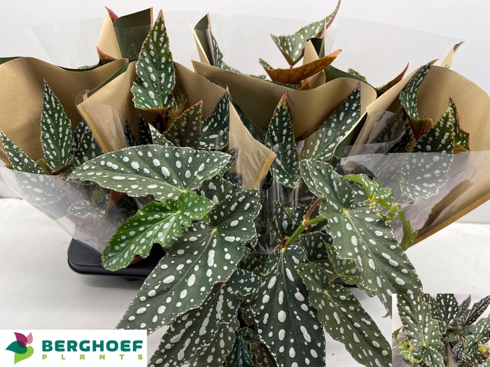 <h4>BEG MA SPOTL GREEN</h4>