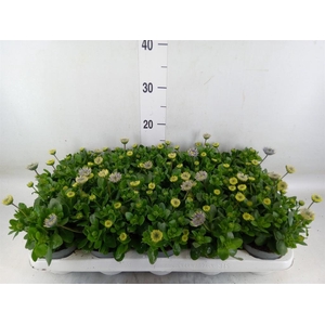 Osteospermum  '3D Pink'