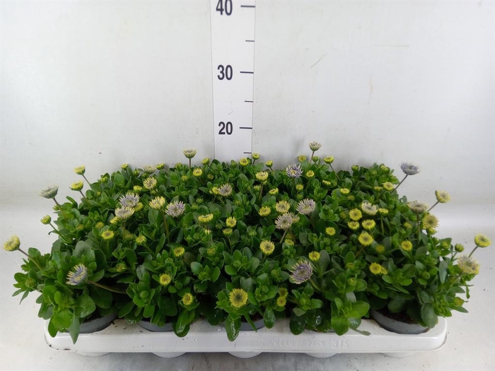 <h4>Osteospermum '3D Pink'</h4>