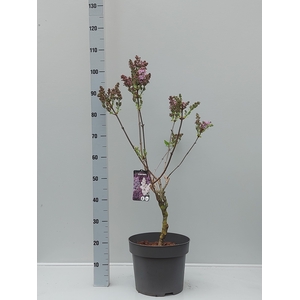 SYRI V RUHM HORSTENS