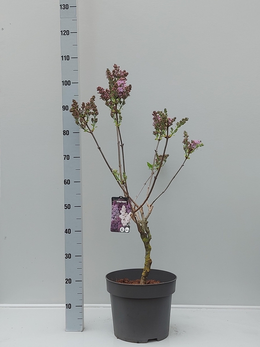 <h4>SYRI V RUHM HORSTENS</h4>