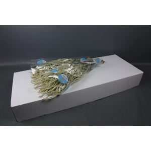 Amaranthus Yearming Desert