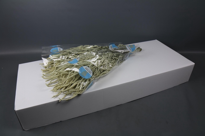 <h4>Amaranthus Yearming Desert</h4>