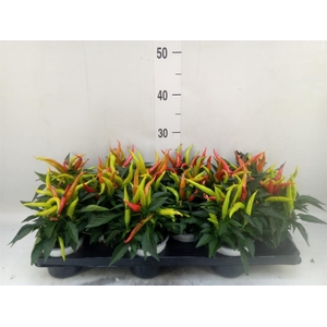 Capsicum annuum 'Joker'