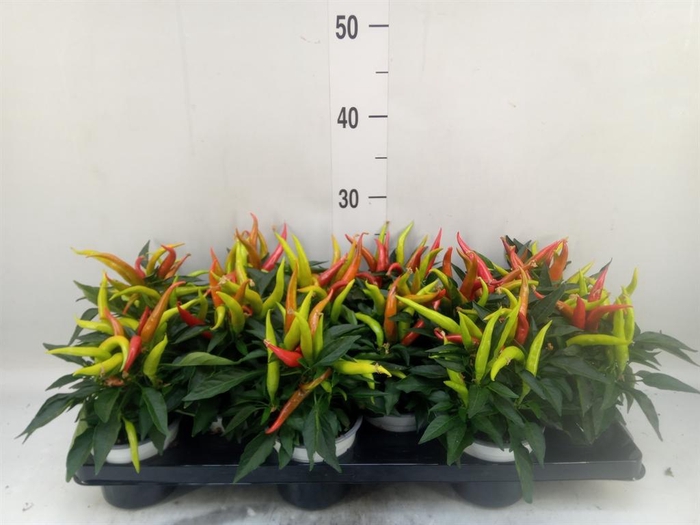 <h4>Capsicum annuum 'Joker'</h4>