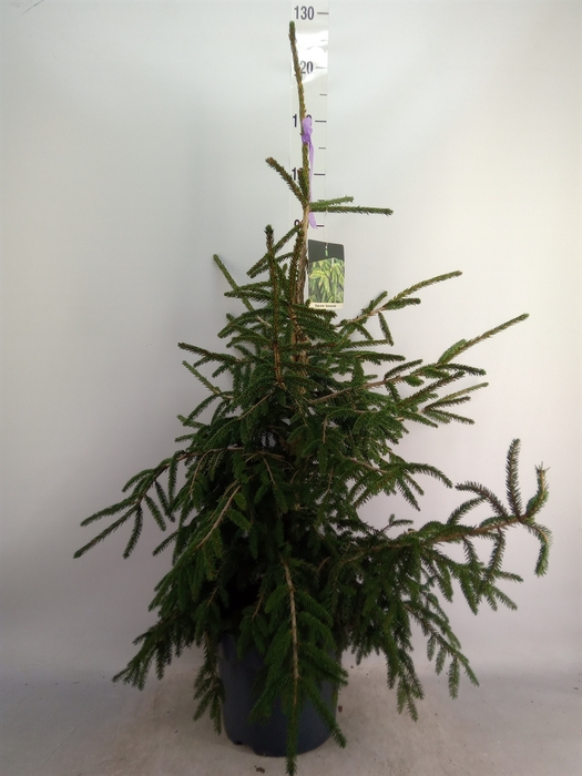 <h4>Picea orientalis 'Aureospicata'</h4>