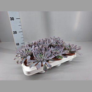 Echeveria   ...mix
